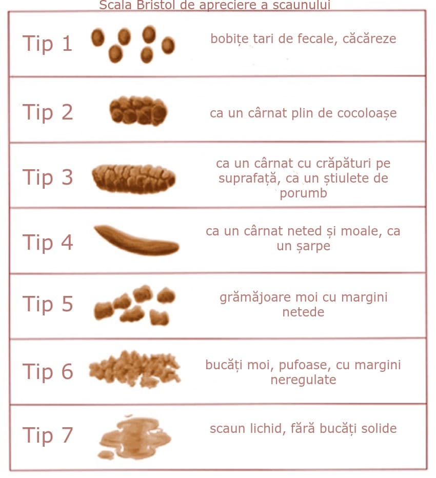 Scala Bristol de apreciere a scaunului: cele șapte tipuri de scaun, de la tipul 1 (bobițe tari, separate, specifice constipației) la tipul 7 (scaun lichid), cu tipurile 3 și 4 considerate normale.